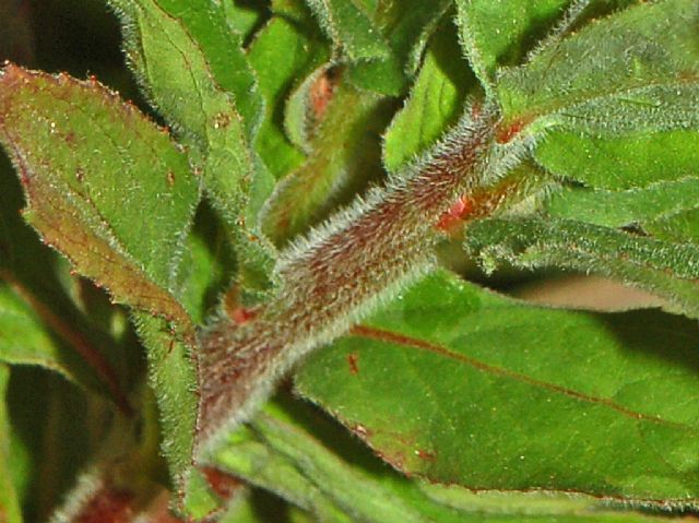 Epilobium da identificare